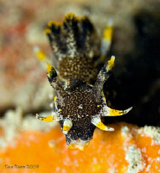 Hedgepethi polycera taken with Nikon D50 -60mm lens Perth... by Dave Baxter 